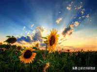 苏州鑫鸿泰电子科技有限公司