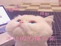 苏州鑫鸿泰电子科技有限公司