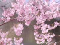 苏州鑫鸿泰电子科技有限公司