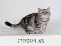 苏州鑫鸿泰电子科技有限公司