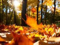 苏州鑫鸿泰电子科技有限公司