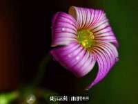 苏州鑫鸿泰电子科技有限公司