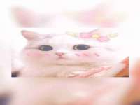 苏州鑫鸿泰电子科技有限公司