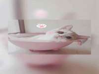 苏州鑫鸿泰电子科技有限公司