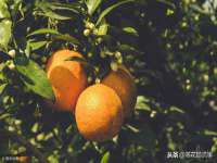 苏州鑫鸿泰电子科技有限公司