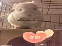 苏州鑫鸿泰电子科技有限公司