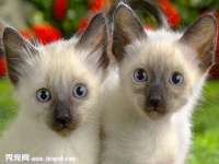 苏州鑫鸿泰电子科技有限公司