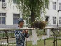 苏州鑫鸿泰电子科技有限公司