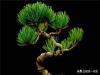苏州鑫鸿泰电子科技有限公司